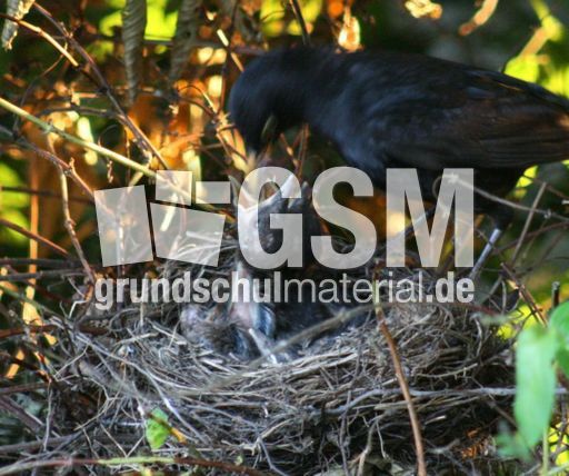 Amsel-6-Tag-10.jpg